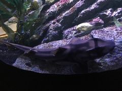 -暹罗海洋世界