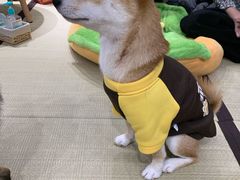 -逗柴咖啡屋·狗咖猫咖宠物桌游