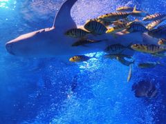 -太平洋海底世界