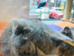 -帕帕拉兹宠物(亚洲旗舰店)