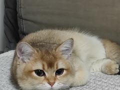 -猫十亿·布偶金渐层·曼基康矮脚猫舍(青年路店)