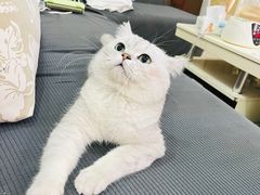 -瑞派康怡24h宠物医院·犬猫医疗中心·微创绝育(瑞景分院)