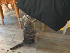 -海边的猫和咖啡馆