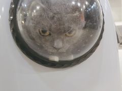 -伟伟宠物医院·CT影像中心·瑞派犬猫综合性门诊(汉口总院)