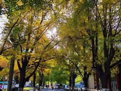 -四川大学(华西校区)