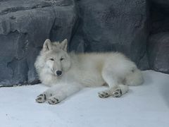 -海合安青岛极地海洋公园