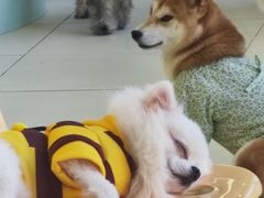 -怪兽屋·羊驼·猫咖·狗咖(俊华广场店)