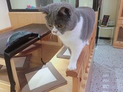 -滚猫咖啡·猫咖·猫友好撸猫(未来城店)