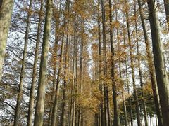 -上海长兴岛郊野公园