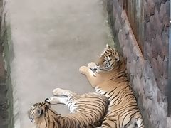 -横道河子东北虎林园