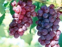 -马陆小张葡萄园农家乐