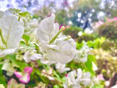 -曼听御花园