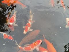 -顺德渔村·岭南一号