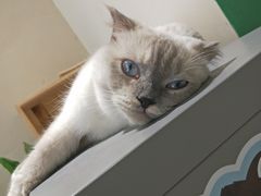 -藏猫猫咖啡主题馆(中央大道店)