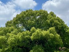 -上海共青森林公园