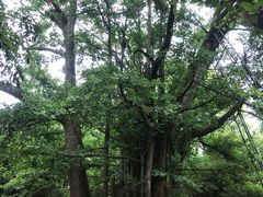 -西湖风景区十里琅珰-五云山