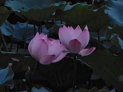 -荔湾湖公园