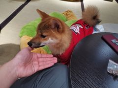 -逗柴咖啡屋·狗咖猫咖宠物桌游