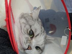 -美联众合动物医院·24h转诊中心