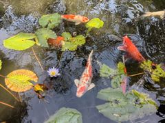 -广州兰圃