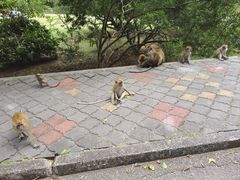 -槟城植物园