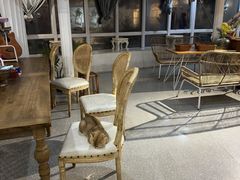 -共舞时光猫咖·狗咖(新街口店)