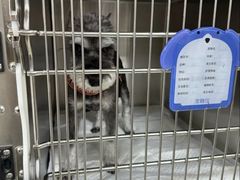 -美联众合动物医院·24h转诊中心