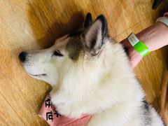 -Husky Go! 哈士奇体验馆·宠物咖啡厅狗咖