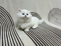 -格蕾宠物医院24H·猫科·肿瘤科·骨科中心(福州总院)