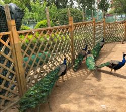 -萌宠亲子动物乐园(槐房万达店)