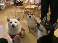 -柴の食堂·日式家庭料理·熊之肆(大学路店)