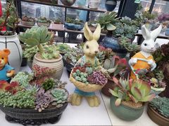 -金科花卉市场