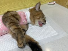 -中农大我爱我爱动物医院·核磁CT·猫病·24小时夜诊中心(石佛营店)