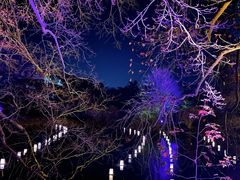 -老韦斯特伯里花园