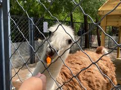 -长白岛森林公园