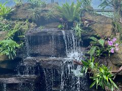 -东莞植物园