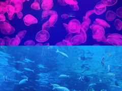 -杭州长乔极地海洋公园