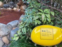 -张家港金凤凰度假村温泉