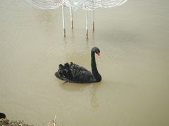 -荷兰花海
