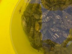 -鼓浪屿内厝澳码头(轮渡站)