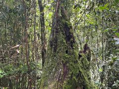 -云南屏边大围山国家公园