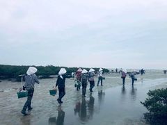 -红树林天天赶海