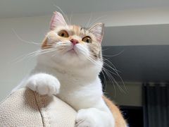 -Bastet sally猫舍购宠(静安店)