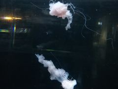 -重庆欢乐海底世界