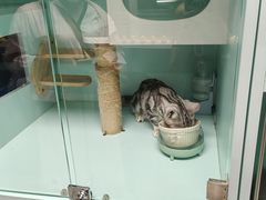 -猫宠乐园·专业洗护