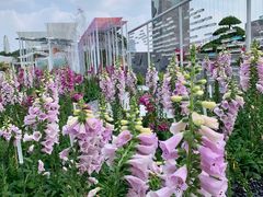 -海心沙亚运公园