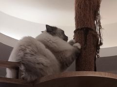 -滚猫咖啡·猫咖·猫友好撸猫(未来城店)