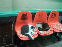 -猫咪博物馆(顶澳仔猫街店)