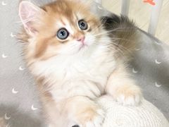 -70cat德文卷毛猫·缅因猫纯种猫舍