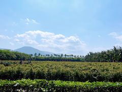 -亚龙湾国际玫瑰谷